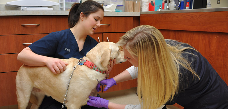 Canine Wellness Care at Fenton River Veterinary Hospital