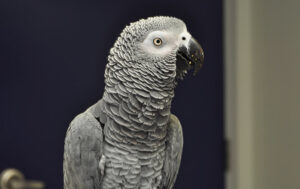 Avian Pet Care