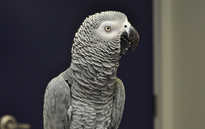 Avian Pet Care