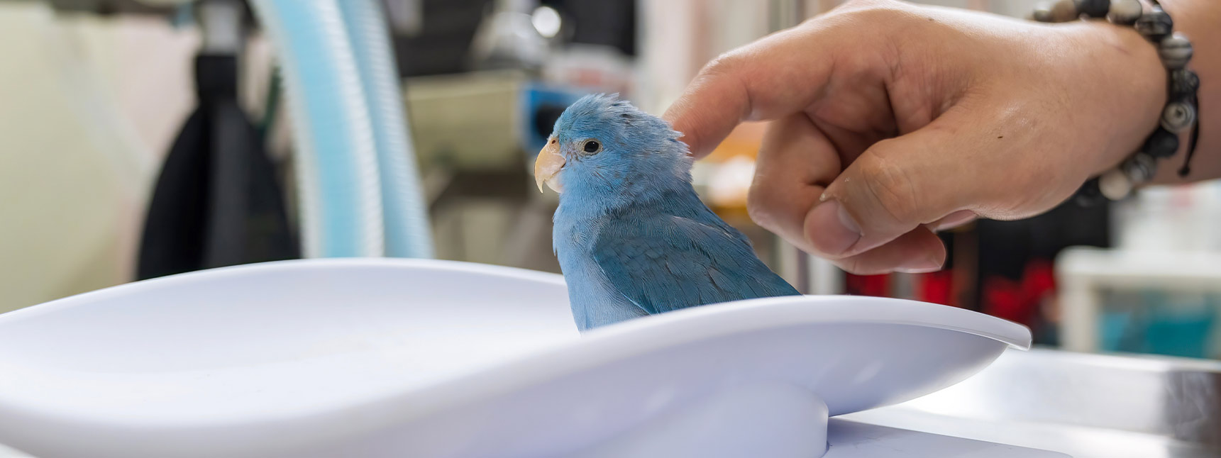 bird-veterinarian-fenton-river