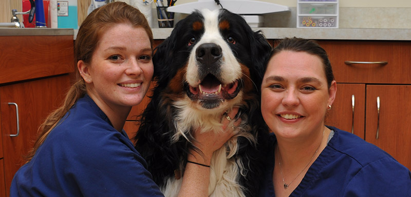 Senior Dog Wellness Care at Fenton River Veterinary Hospital