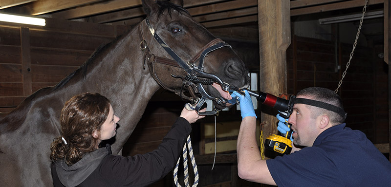 Dental Exams/Floating at Fenton River Veterinary Hospital