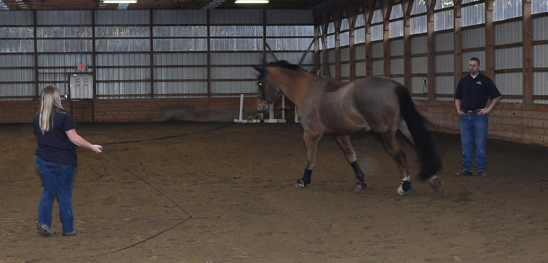 Equine Lameness Exams at Fenton River Veterinary Hospital