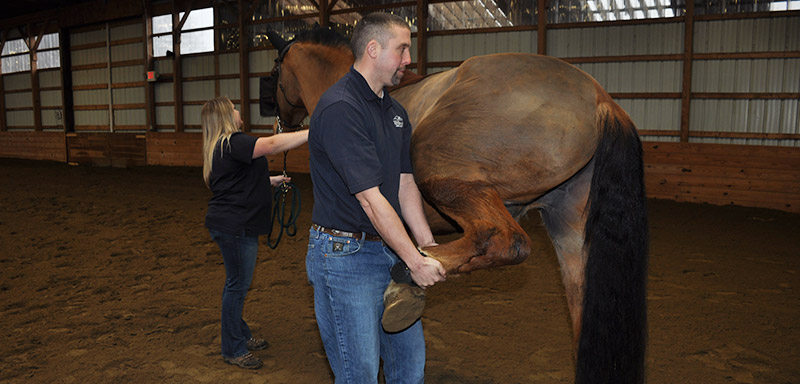 Equine Pre-Purchase Exams at Fenton River Veterinary Hospital