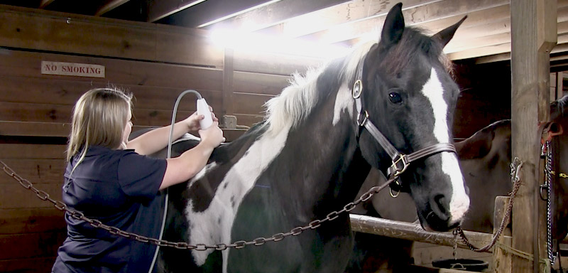 Equine Diagnostic Testing at Fenton River Veterinary Hospital