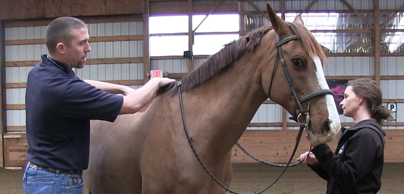 Equine Surgery at Fenton River Veterinary Hospital