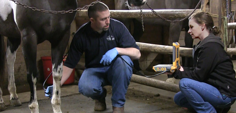 Equine Ultrasound at Fenton River Veterinary Hospital