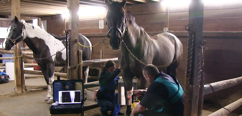 Large Animal Diagnostic Testing at Fenton River Veterinary Hospital