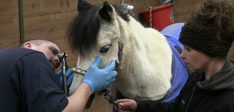 Equine Emergency Calls at Fenton River Veterinary Hospital