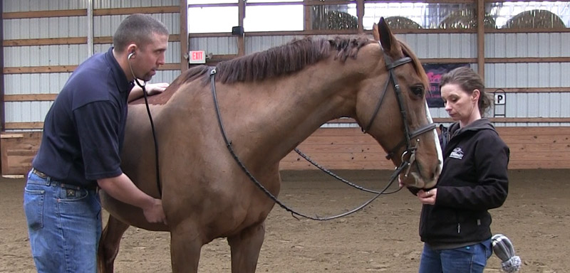 Equine Exams at Fenton River Veterinary Hospital