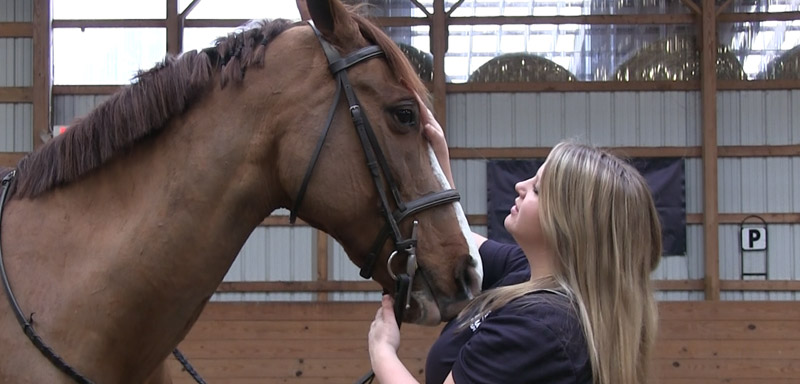 Equine Wellness Care at Fenton River Veterinary Hospital