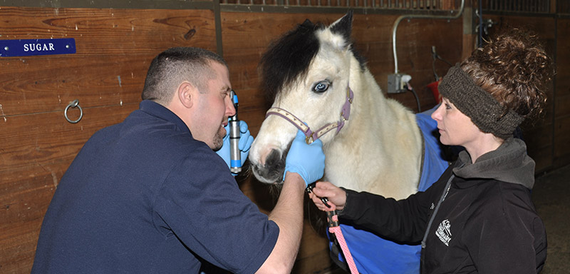 Farm Call Services at Fenton River Veterinary Hospital