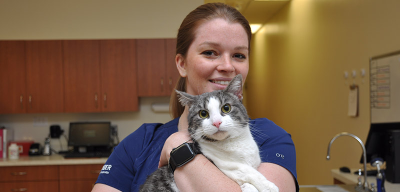 Feline Wellness Care at Fenton River Veterinary Hospital