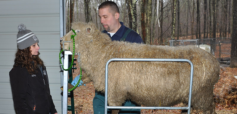 Small Ruminants and Camelid Services at Fenton River Veterinary Hospital