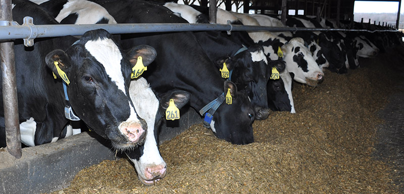 Herd Health Care at Fenton River Veterinary Hospital