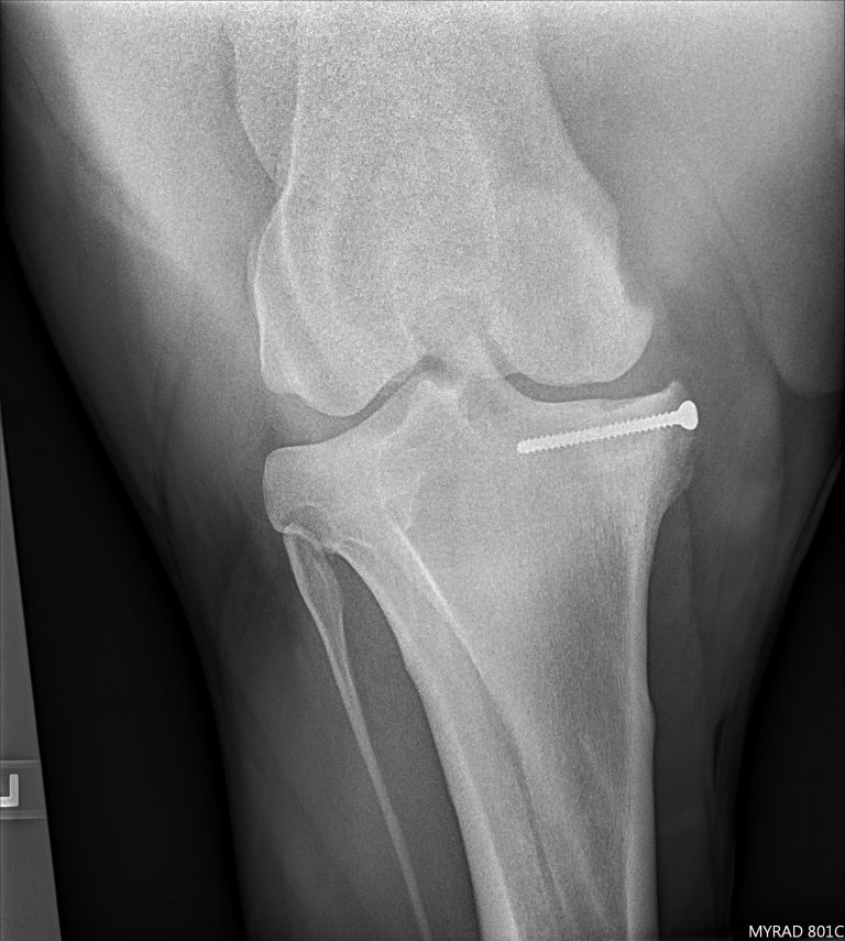 Equine Digital XRay at Fenton River Veterinary Hospital Tolland, CT