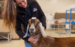 Large Animal Surgery Services at Fenton River Veterinary Hospital