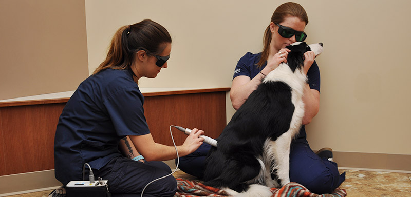 Laser Therapy for Pets at Fenton River Veterinary Hospital