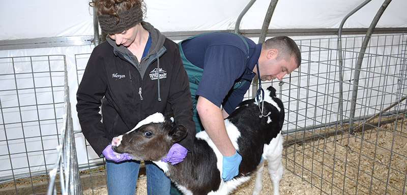 Large Animal Vaccinations at Fenton River Veterinary Hospital