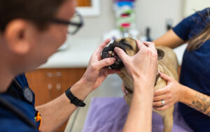 Mammal History Form at Fenton River Veterinary Hospital