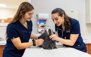 Online Veterinary Forms for Fenton River Veterinary Hospital