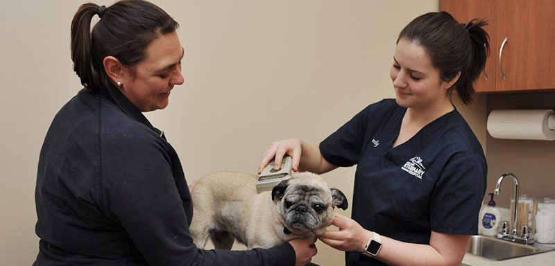 Pet Microchipping at Fenton River Veterinary Hospital