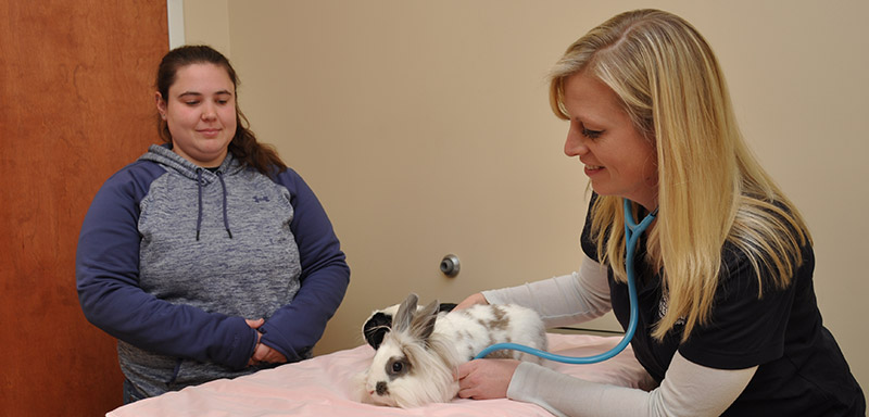 Pet Vaccination Services at Fenton River Veterinary Hospital