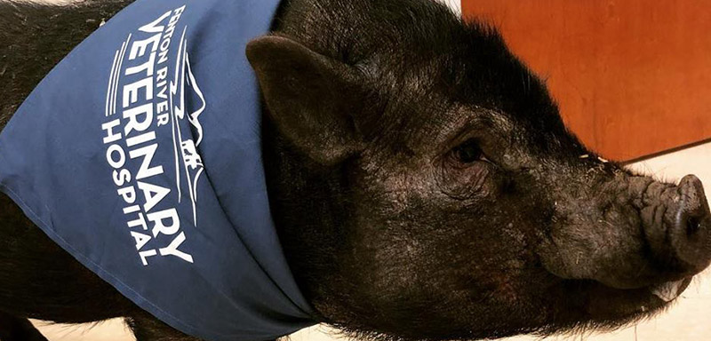 Pig Wellness Care at Fenton River Veterinary Hospital