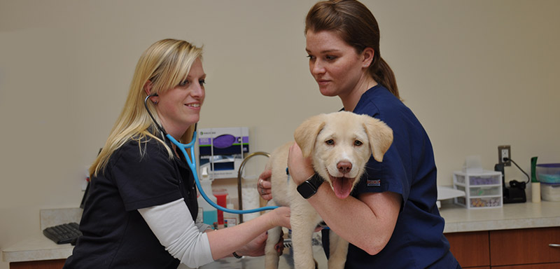 Puppy Wellness Care at Fenton River Veterinary Hospital