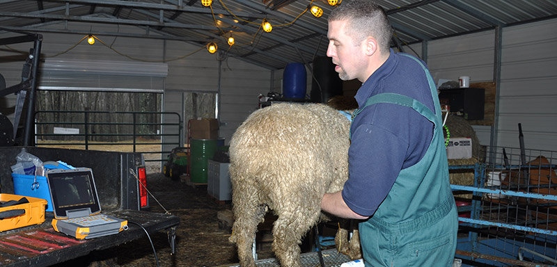 Large Animal Reproduction Management at Fenton River Veterinary Hospital