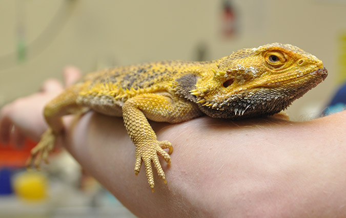 Reptile client form