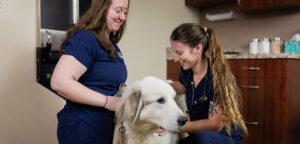 Veterinary care at Fenton River Veterinary Hospital
