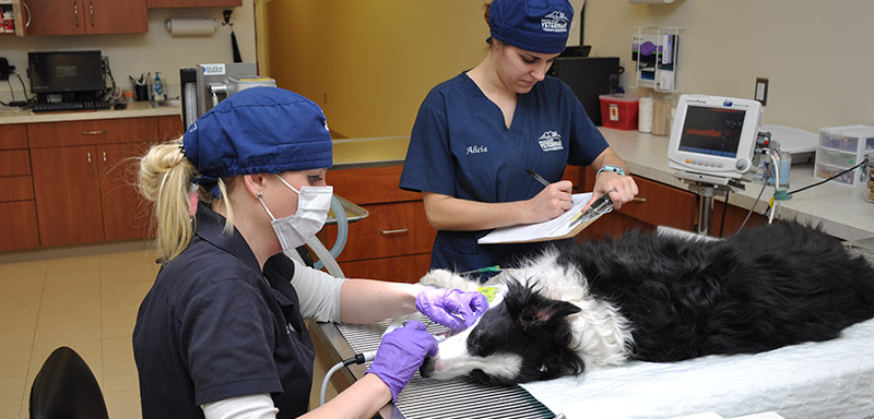 Pet Dental Care at Fenton River Veterinary Hospital