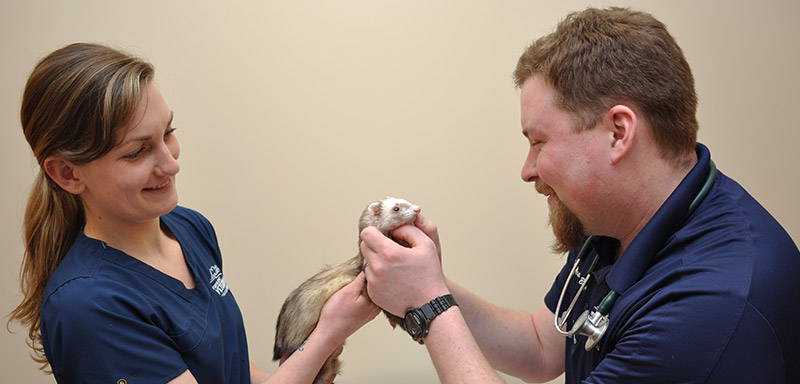 Small Mammal Care at Fenton River Veterinary Hospital
