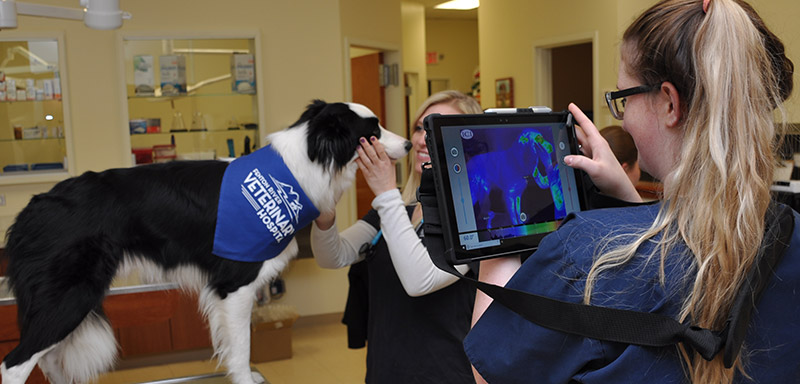 Pet Thermal Imaging at Fenton River Veterinary Hospital