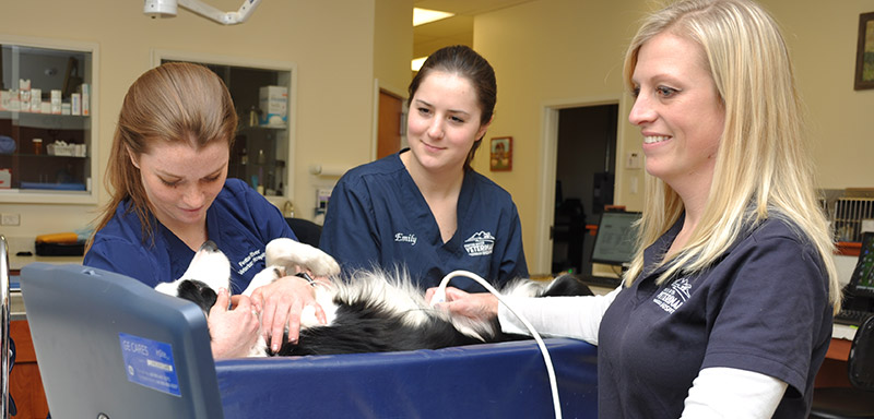 Ultrasound Services Fenton River Veterinary Hospital