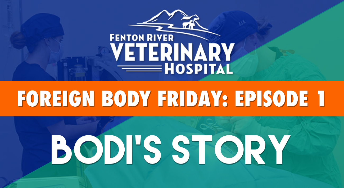 Foreign Body Friday Episode 1: Bodi's Story