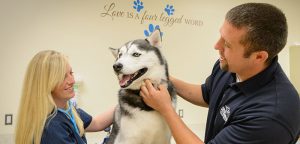 Veterinary care at Fenton River Veterinary Hospital