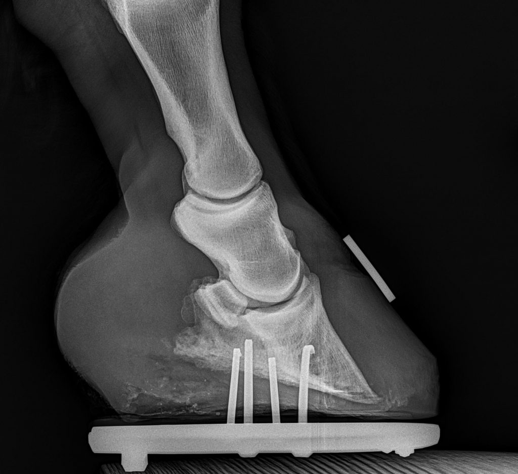 Equine Digital XRay at Fenton River Veterinary Hospital Tolland, CT